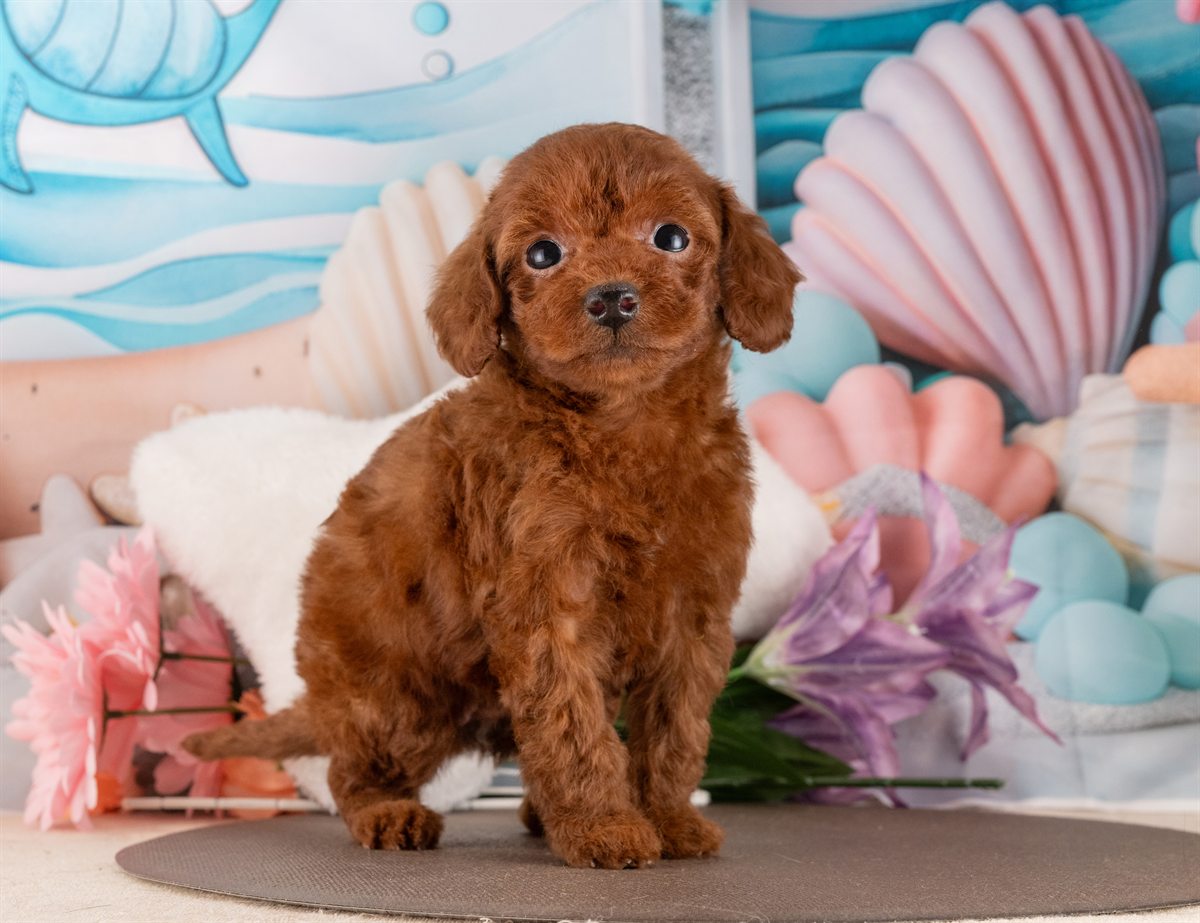 トイ・プードル | 女の子 | レッド | 2026年2月6日（ID:dog-4000870）