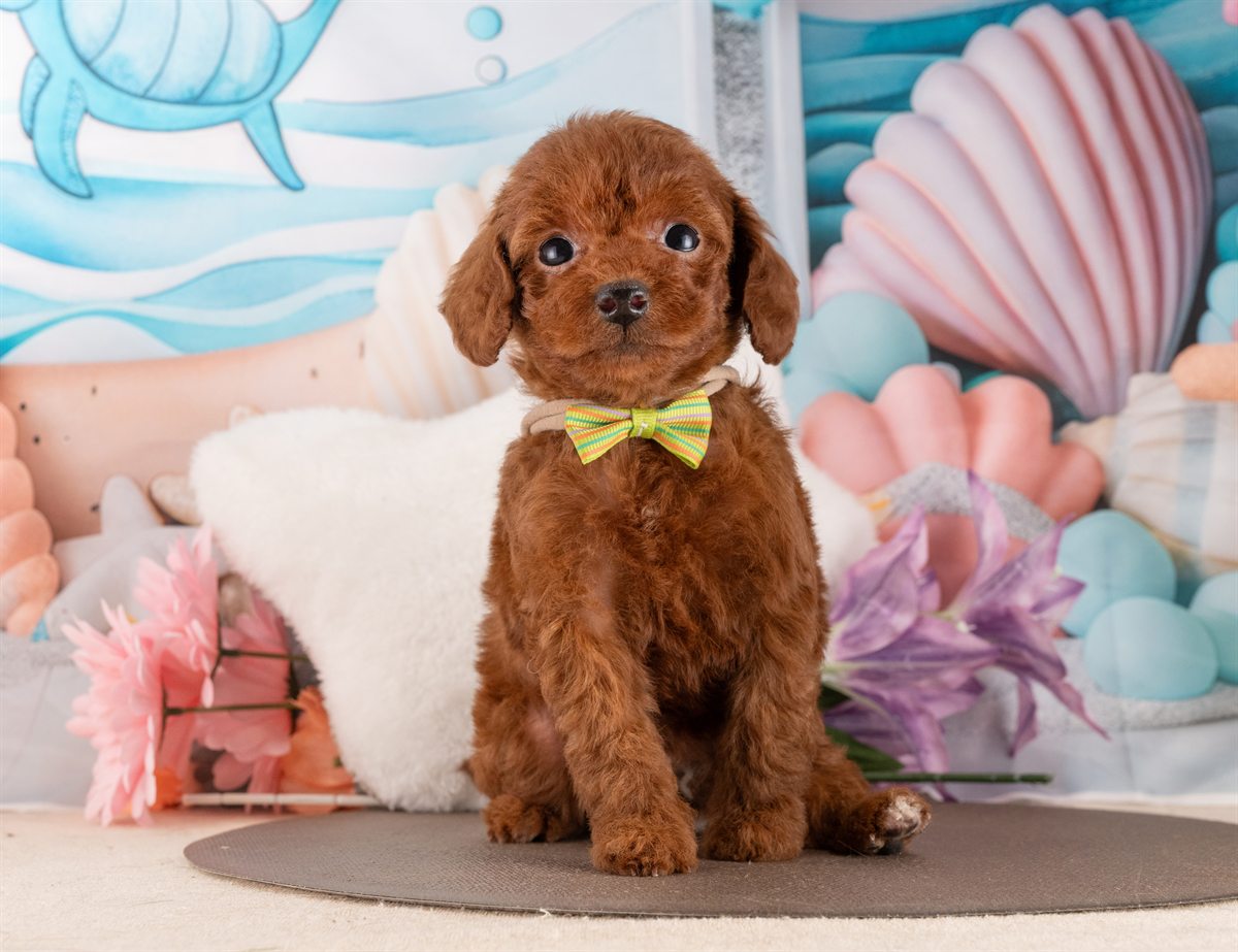 トイ・プードル | 女の子 | レッド | 2026年2月6日（ID:dog-4000870）