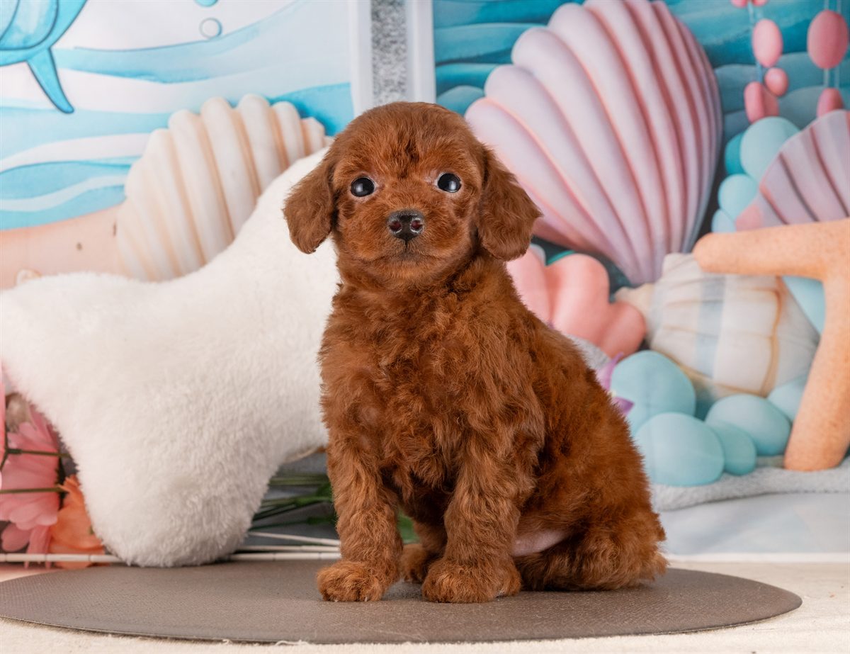 トイ・プードル | 女の子 | レッド | 2026年2月6日（ID:dog-4000870）