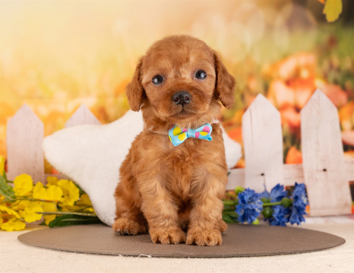 トイ・プードル | 男の子 | レッド | 2026年2月6日（ID:dog-4000872）