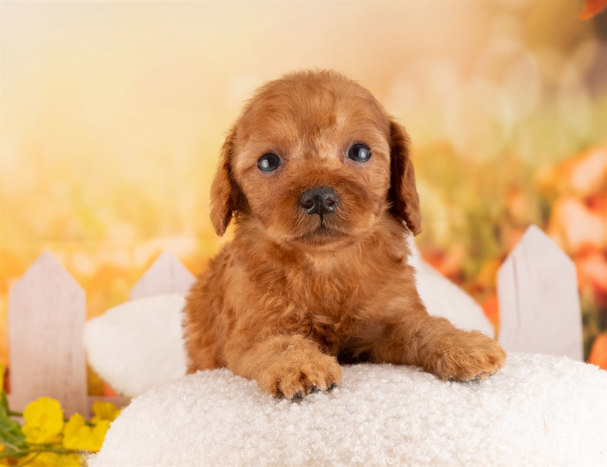 トイ・プードル | 男の子 | レッド | 2026年2月6日（ID:dog-4000872）