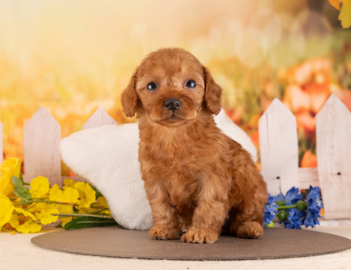 トイ・プードル | 男の子 | レッド | 2026年2月6日（ID:dog-4000872）