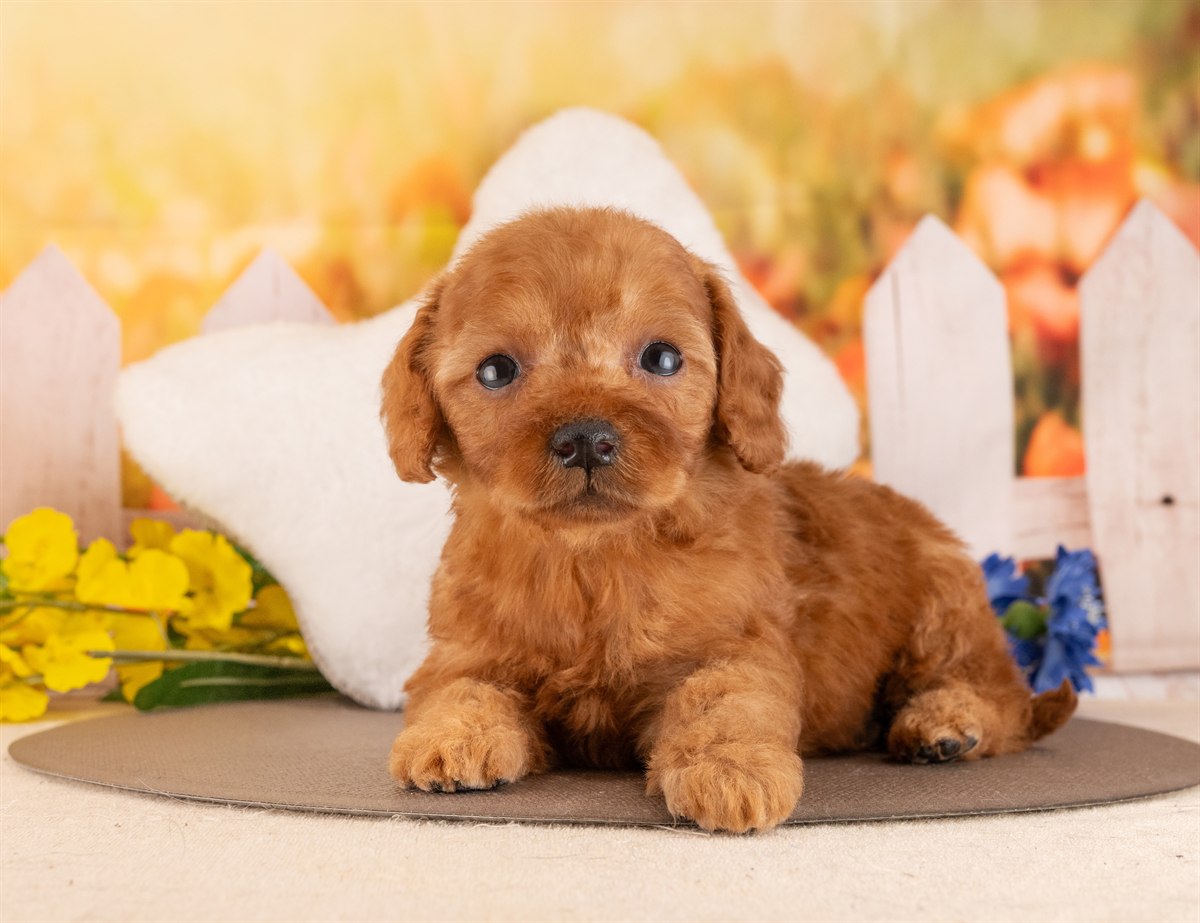 トイ・プードル | 男の子 | レッド | 2026年2月6日（ID:dog-4000872）