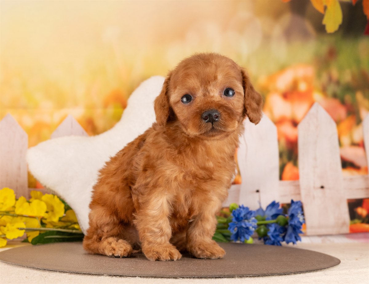 トイ・プードル | 男の子 | レッド | 2026年2月6日（ID:dog-4000872）