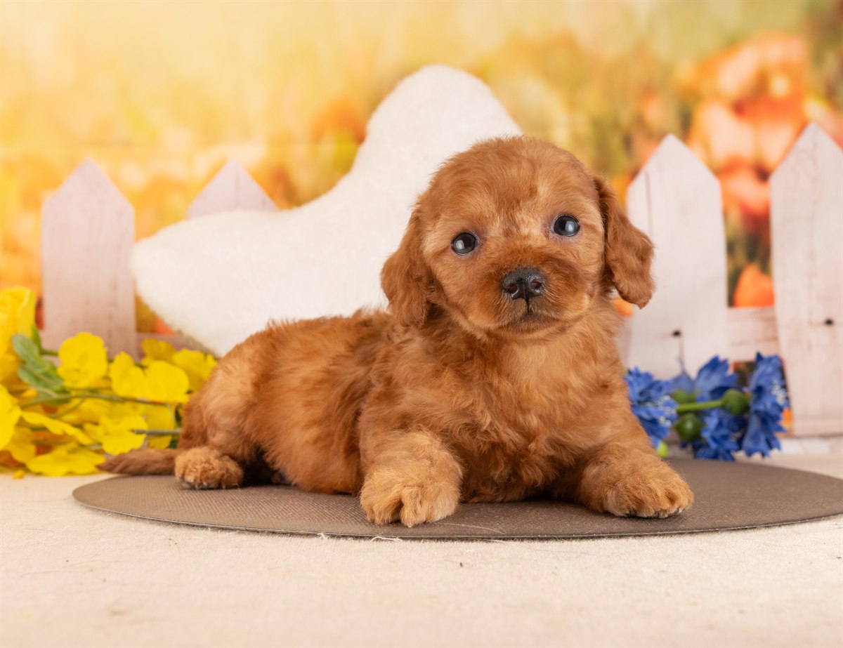 トイ・プードル | 男の子 | レッド | 2026年2月6日（ID:dog-4000872）