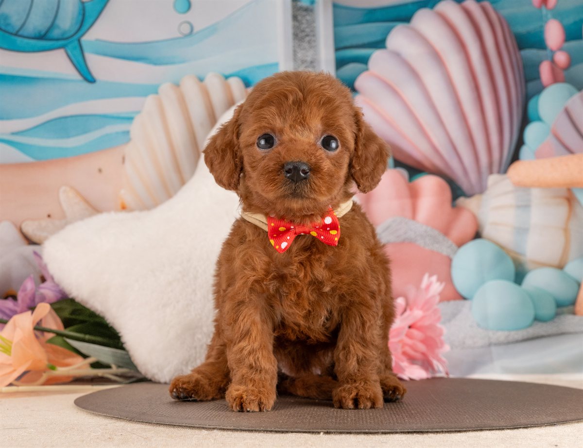 トイ・プードル | 女の子 | レッド | 2026年2月6日（ID:dog-4000874）