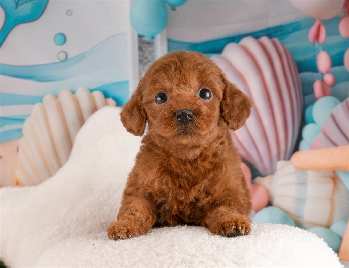 トイ・プードル | 女の子 | レッド | 2026年2月6日（ID:dog-4000874）