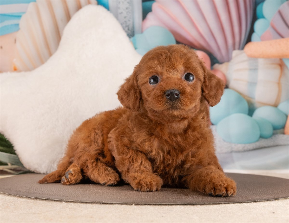 トイ・プードル | 女の子 | レッド | 2026年2月6日（ID:dog-4000874）