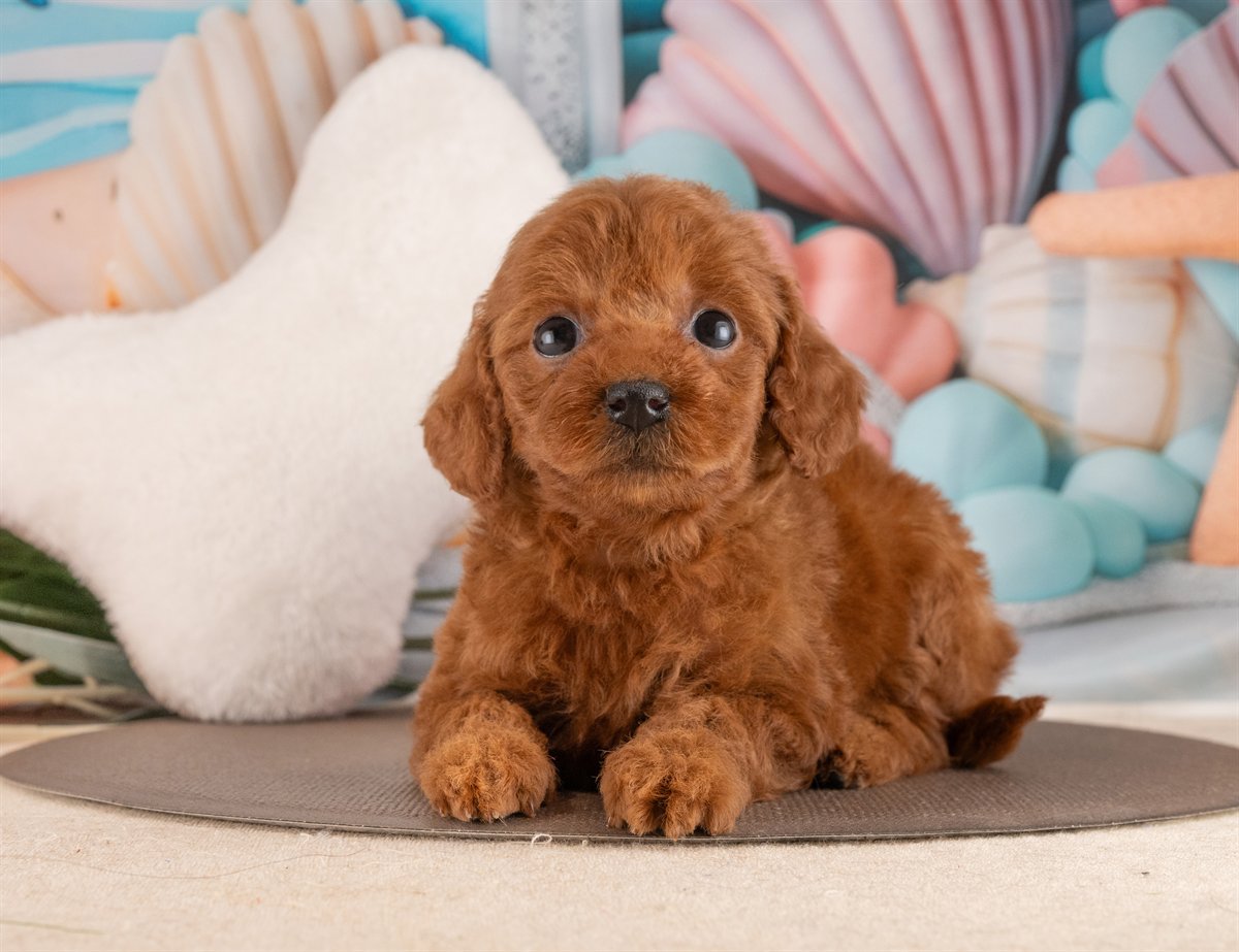 トイ・プードル | 女の子 | レッド | 2026年2月6日（ID:dog-4000874）