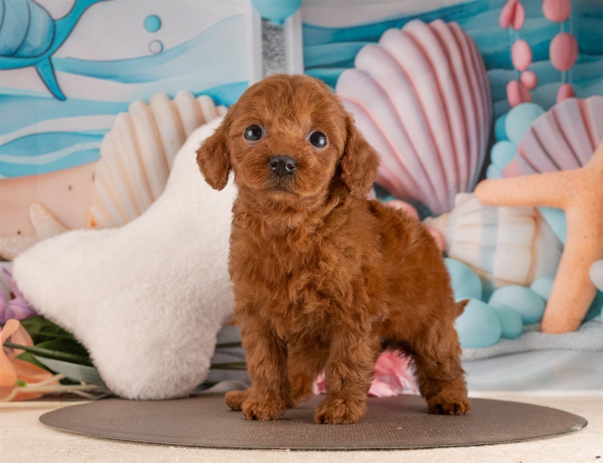 トイ・プードル | 女の子 | レッド | 2026年2月6日（ID:dog-4000874）