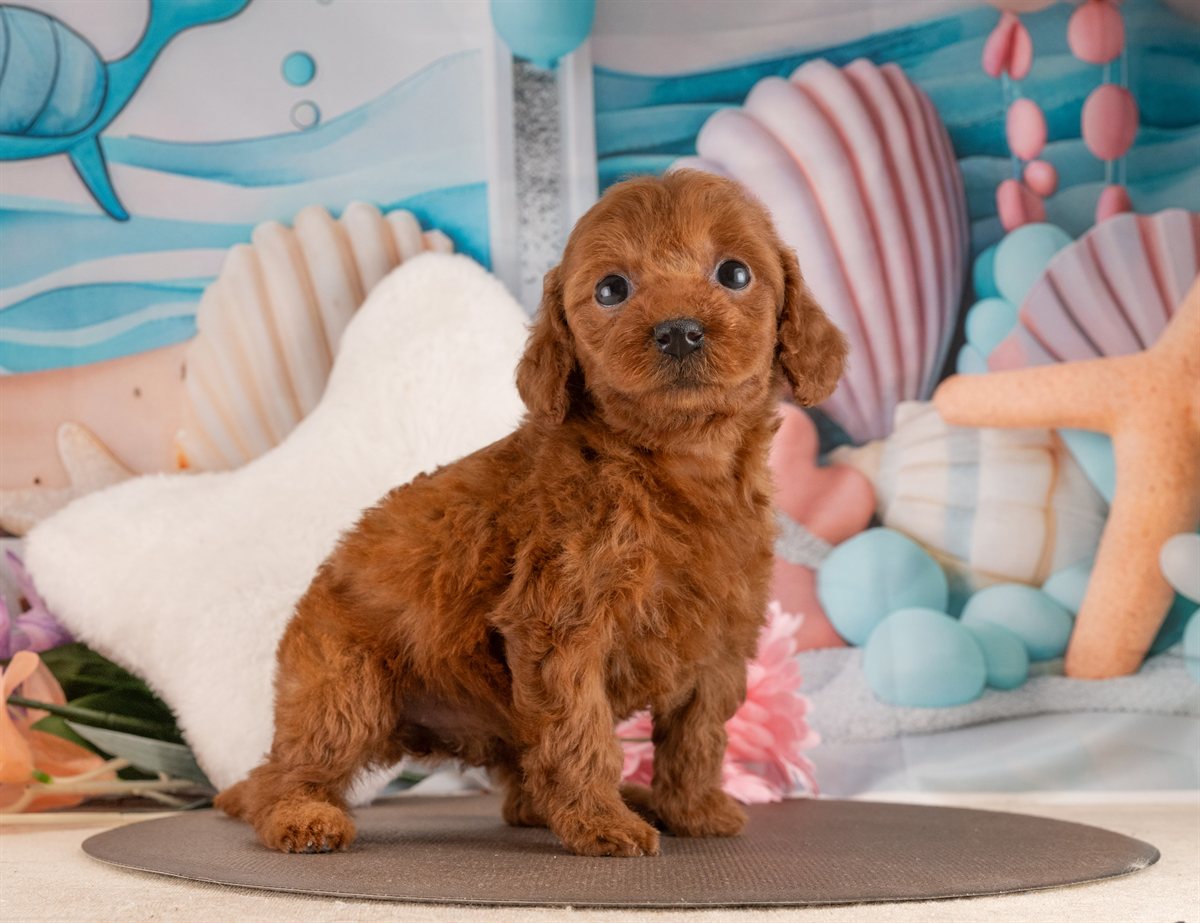 トイ・プードル | 女の子 | レッド | 2026年2月6日（ID:dog-4000874）