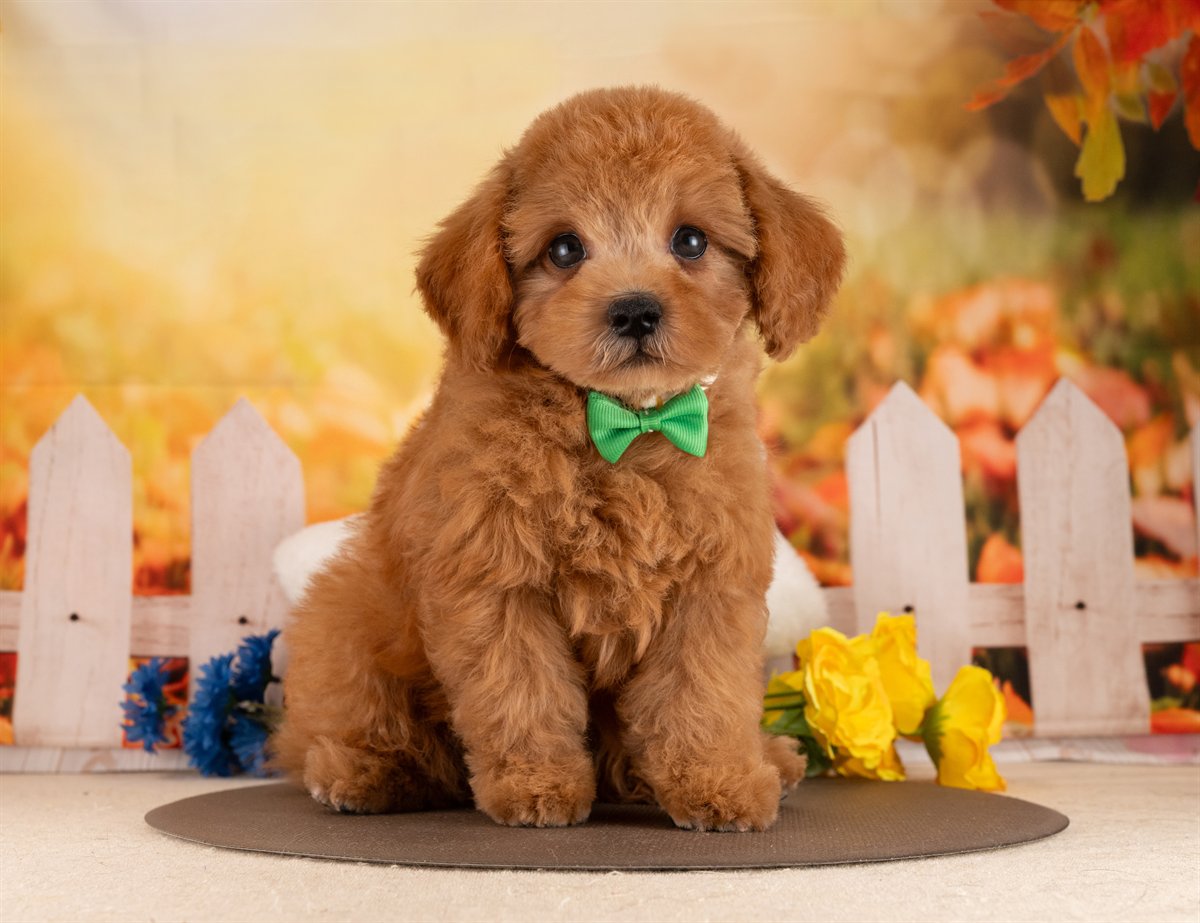 トイ・プードル | 男の子 | レッド | 2026年2月7日（ID:dog-4000878）