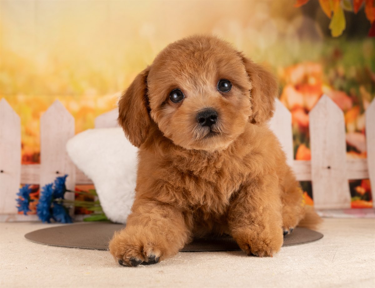 トイ・プードル | 男の子 | レッド | 2026年2月7日（ID:dog-4000878）