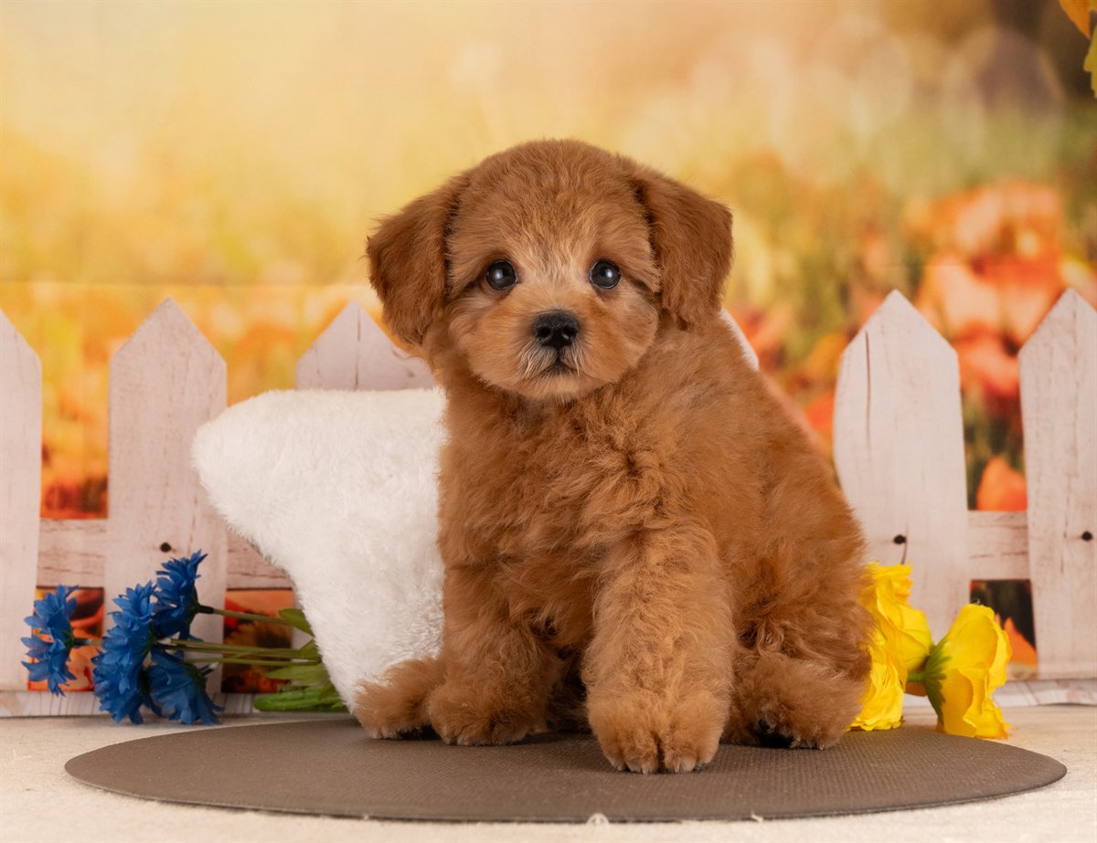 トイ・プードル | 男の子 | レッド | 2026年2月7日（ID:dog-4000878）