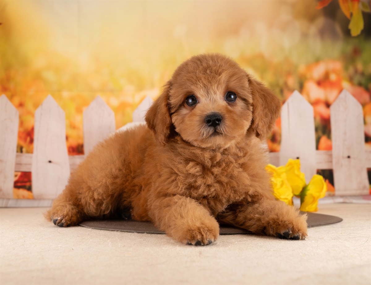 トイ・プードル | 男の子 | レッド | 2026年2月7日（ID:dog-4000878）