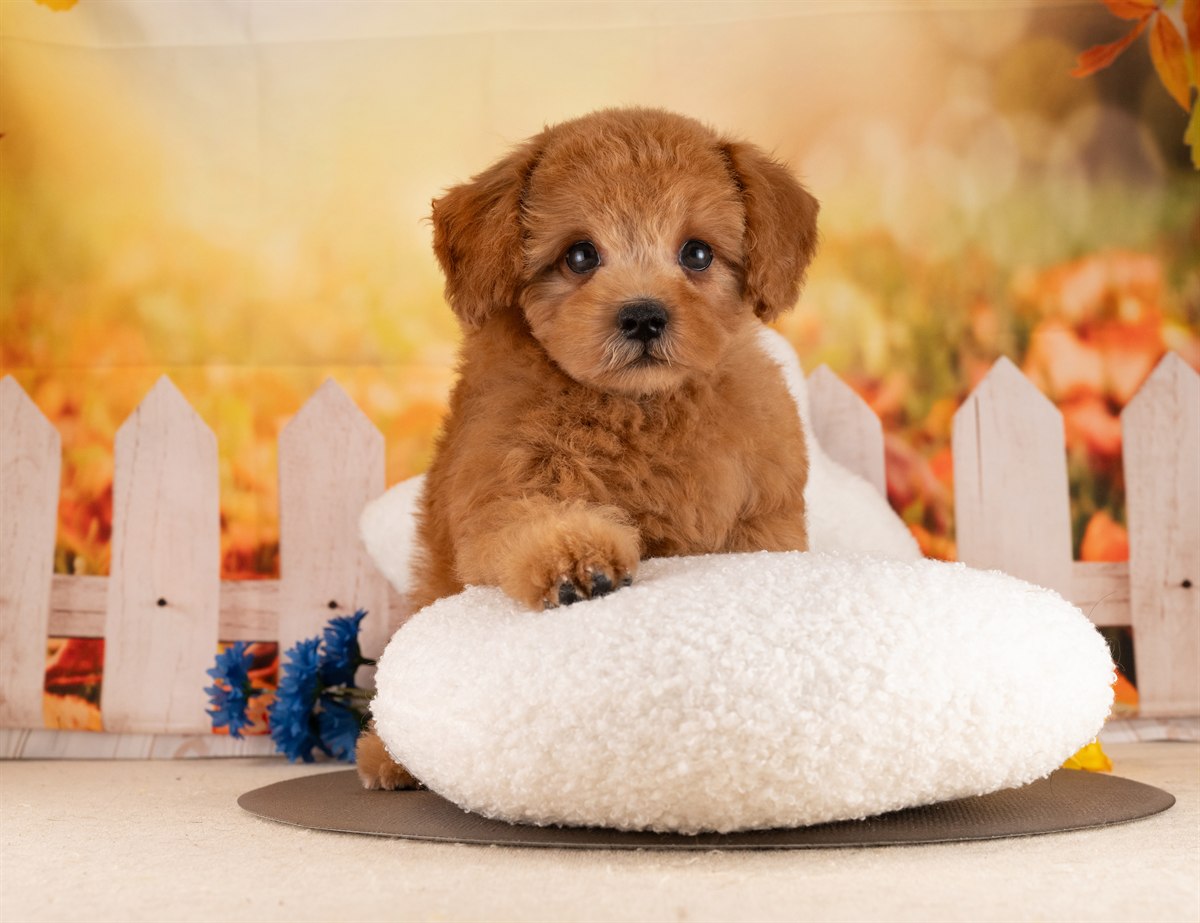 トイ・プードル | 男の子 | レッド | 2026年2月7日（ID:dog-4000878）