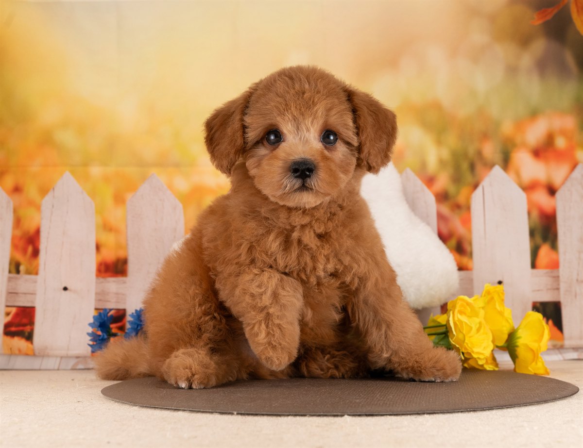 トイ・プードル | 男の子 | レッド | 2026年2月7日（ID:dog-4000878）