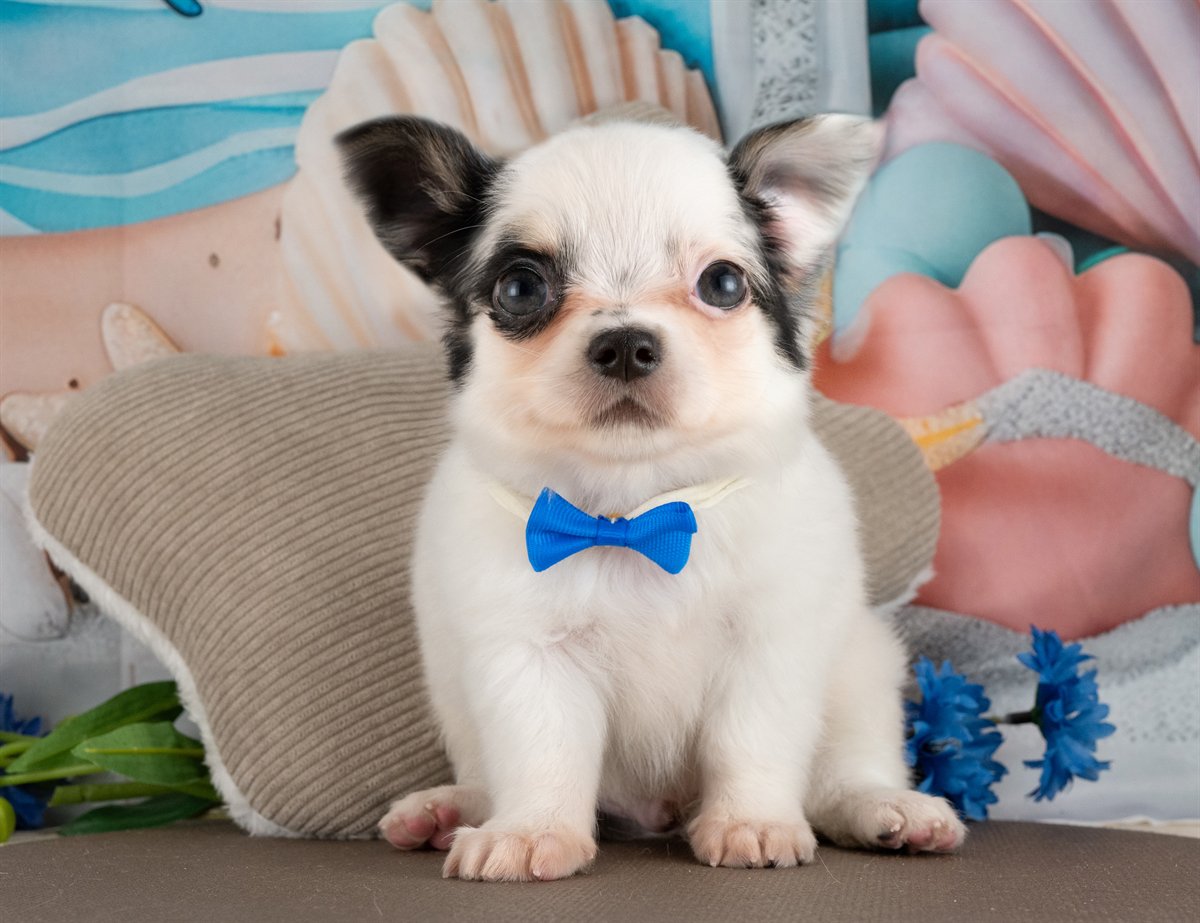 チワワ(ロング) | 男の子 | ブラック＆ホワイト | 2026年2月10日（ID:dog-4000885）