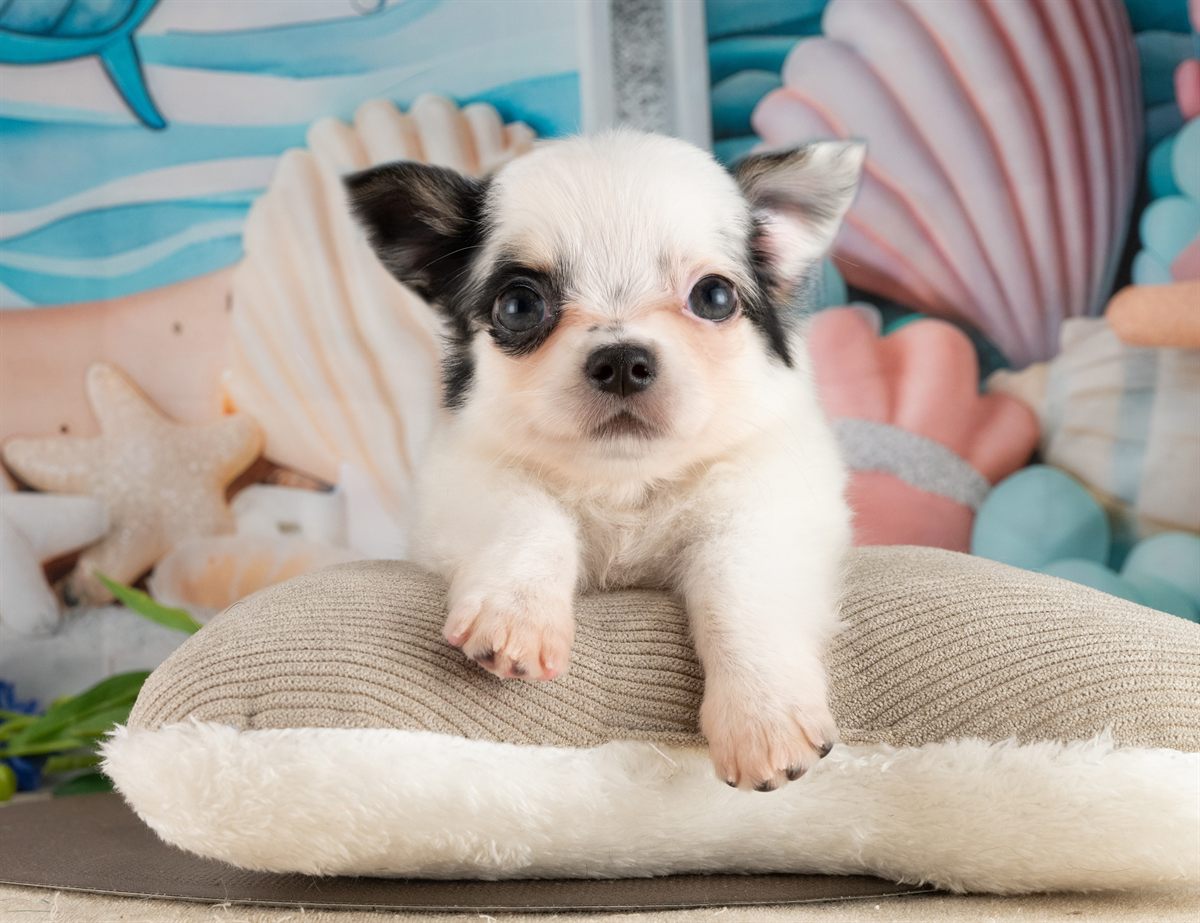 チワワ(ロング) | 男の子 | ブラック＆ホワイト | 2026年2月10日（ID:dog-4000885）