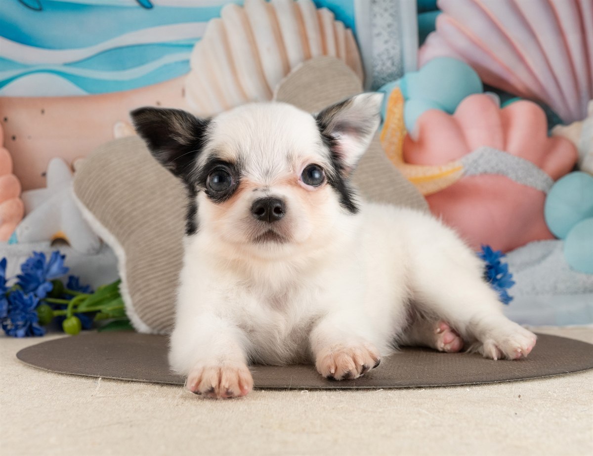 チワワ(ロング) | 男の子 | ブラック＆ホワイト | 2026年2月10日（ID:dog-4000885）