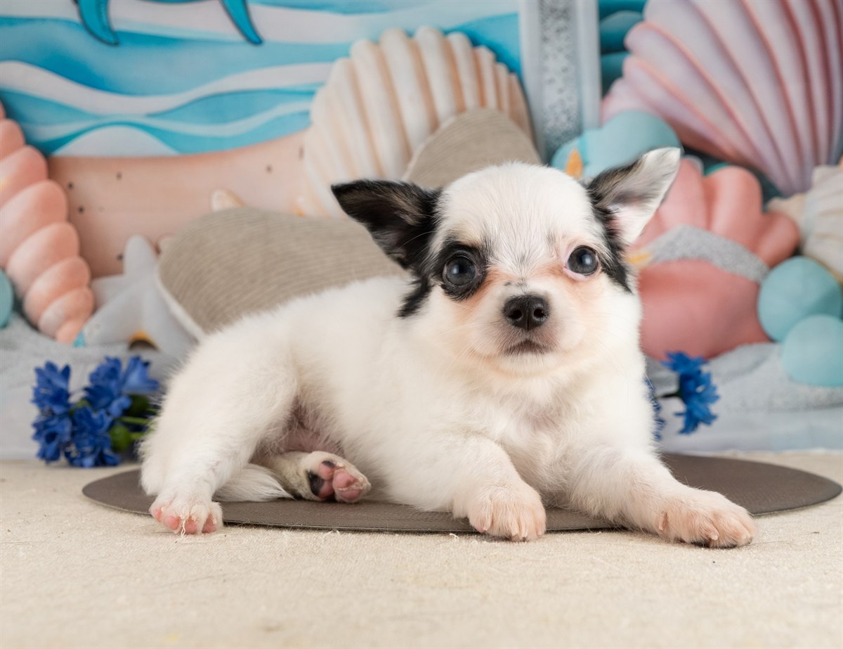 チワワ(ロング) | 男の子 | ブラック＆ホワイト | 2026年2月10日（ID:dog-4000885）