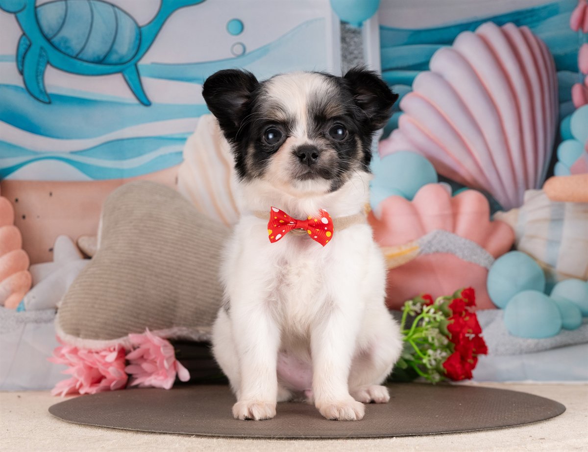 チワワ(ロング) | 女の子 | ブラック＆ホワイト | 2026年2月10日（ID:dog-4000886）