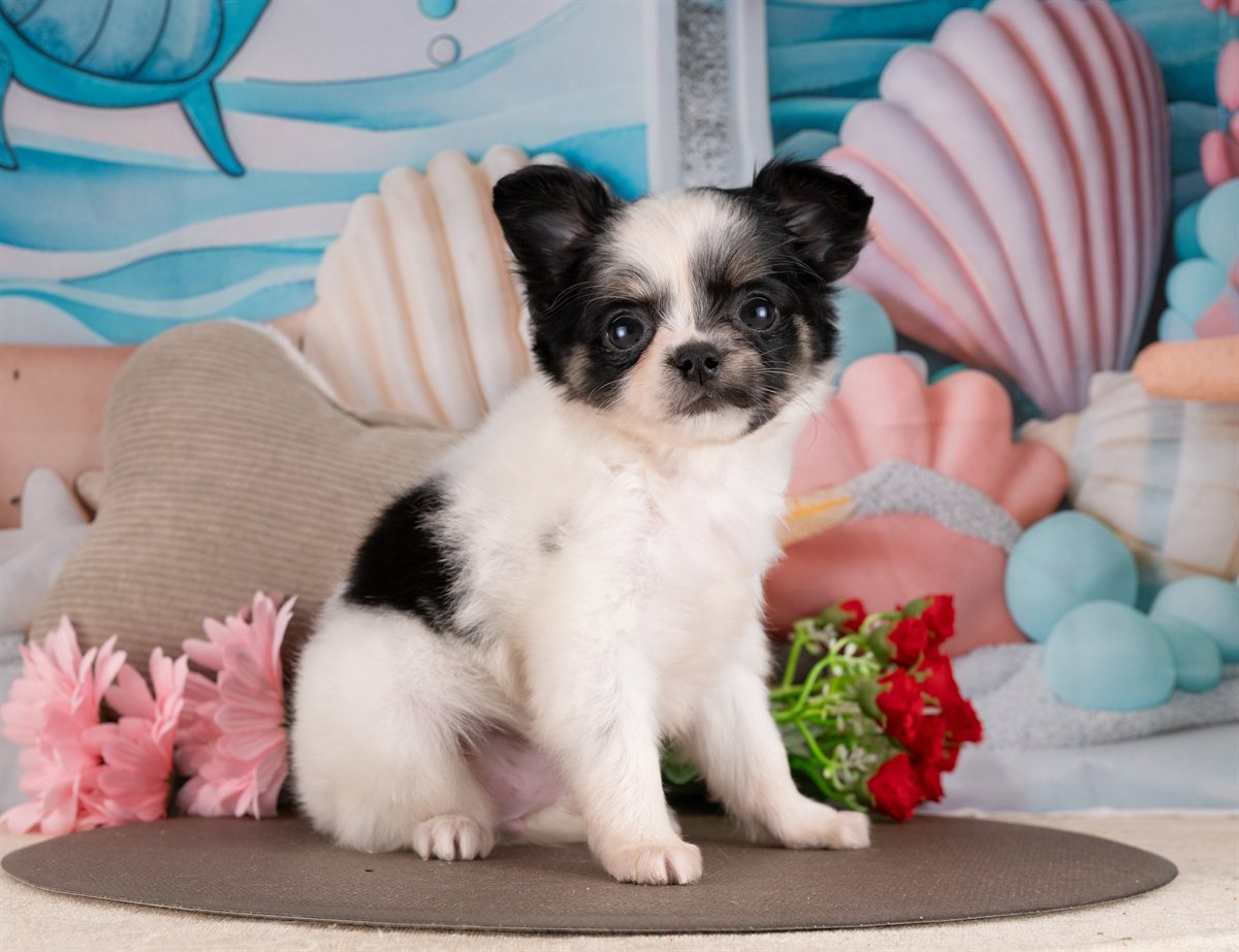 チワワ(ロング) | 女の子 | ブラック＆ホワイト | 2026年2月10日（ID:dog-4000886）