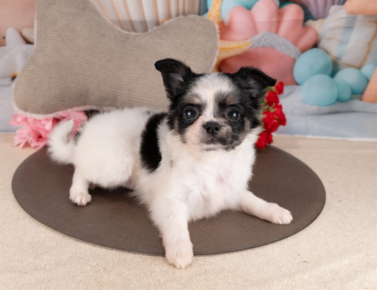 チワワ(ロング) | 女の子 | ブラック＆ホワイト | 2026年2月10日（ID:dog-4000886）