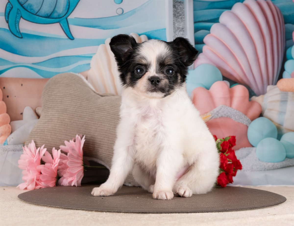 チワワ(ロング) | 女の子 | ブラック＆ホワイト | 2026年2月10日（ID:dog-4000886）