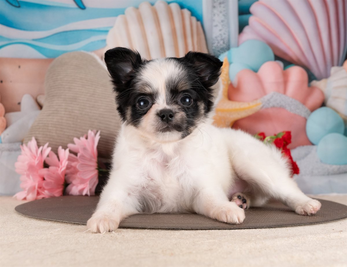 チワワ(ロング) | 女の子 | ブラック＆ホワイト | 2026年2月10日（ID:dog-4000886）