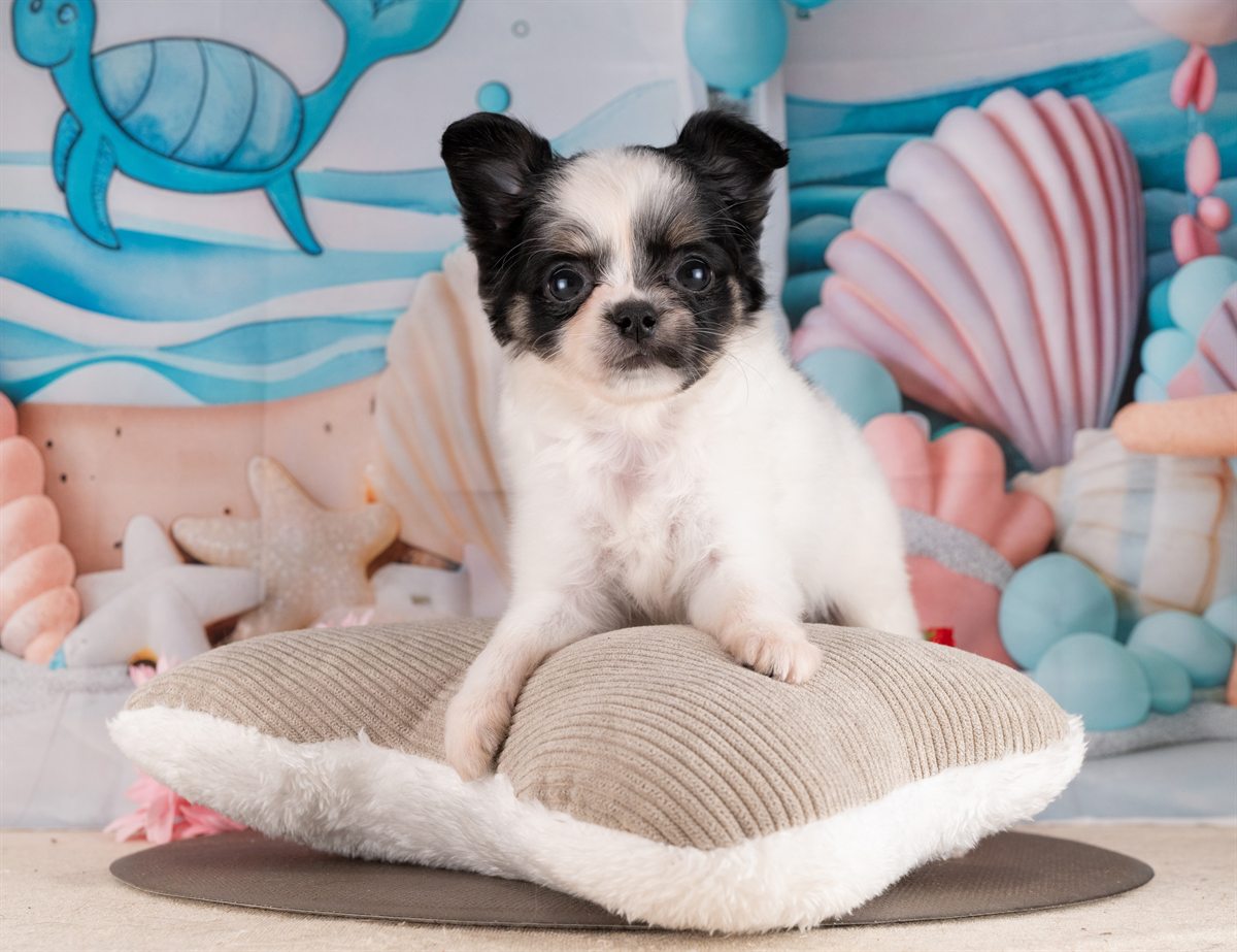 チワワ(ロング) | 女の子 | ブラック＆ホワイト | 2026年2月10日（ID:dog-4000886）