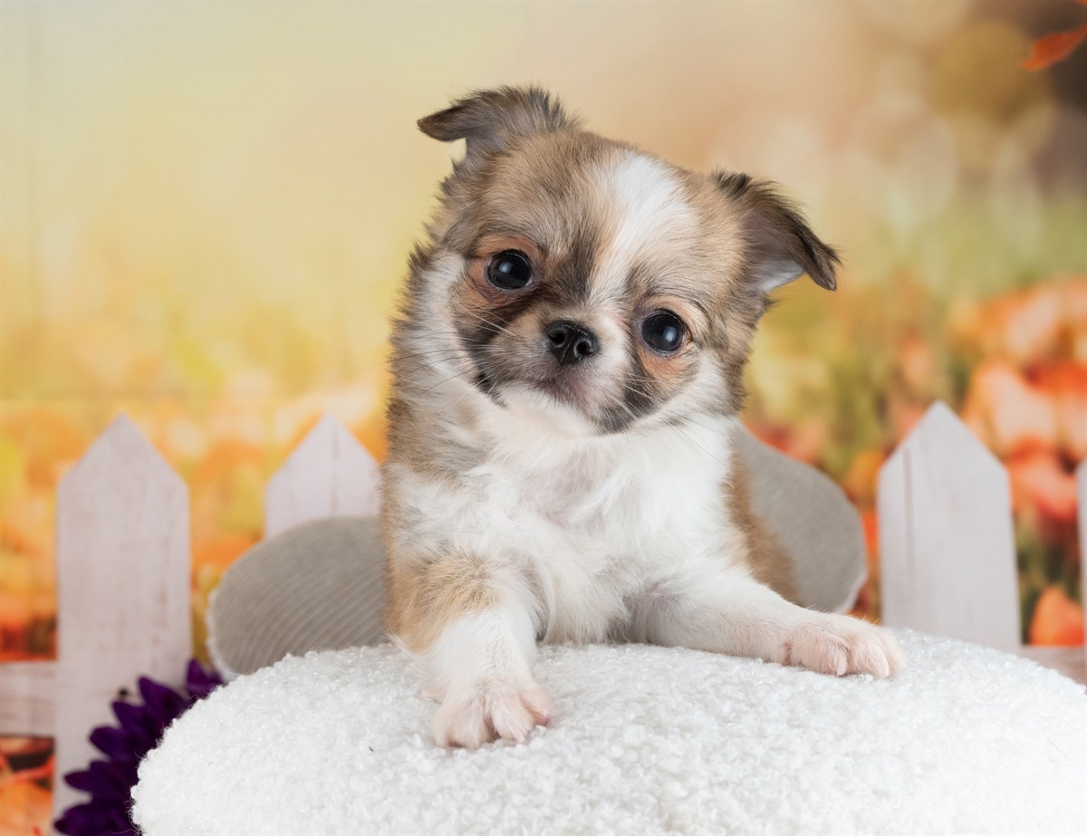 チワワ(ロング) | 女の子 | フォーン＆ホワイト | 2026年2月10日（ID:dog-4000888）