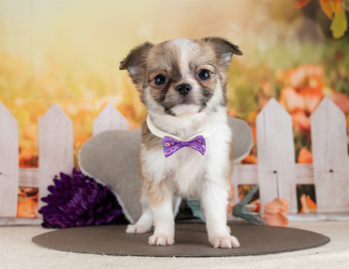 チワワ(ロング) | 女の子 | フォーン＆ホワイト | 2026年2月10日（ID:dog-4000888）