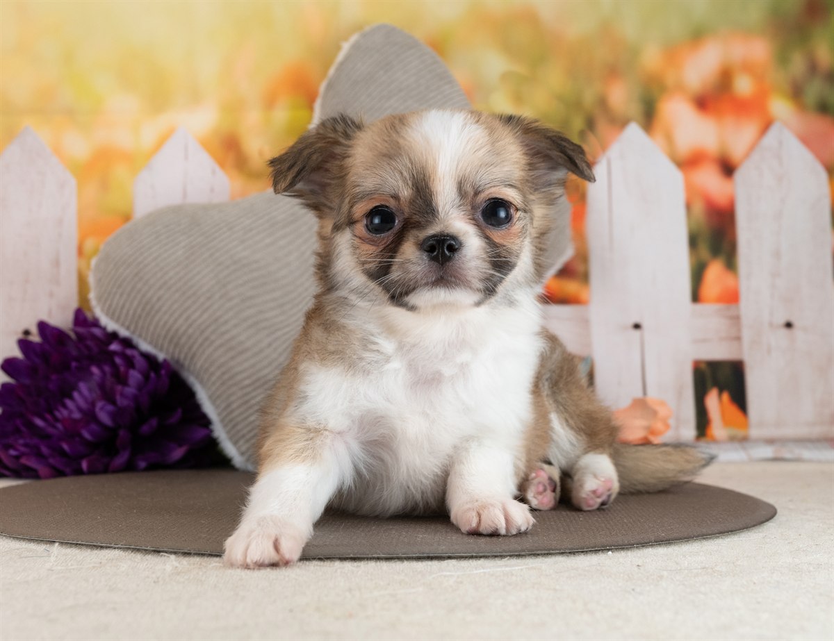 チワワ(ロング) | 女の子 | フォーン＆ホワイト | 2026年2月10日（ID:dog-4000888）