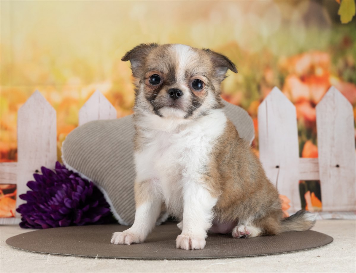 チワワ(ロング) | 女の子 | フォーン＆ホワイト | 2026年2月10日（ID:dog-4000888）