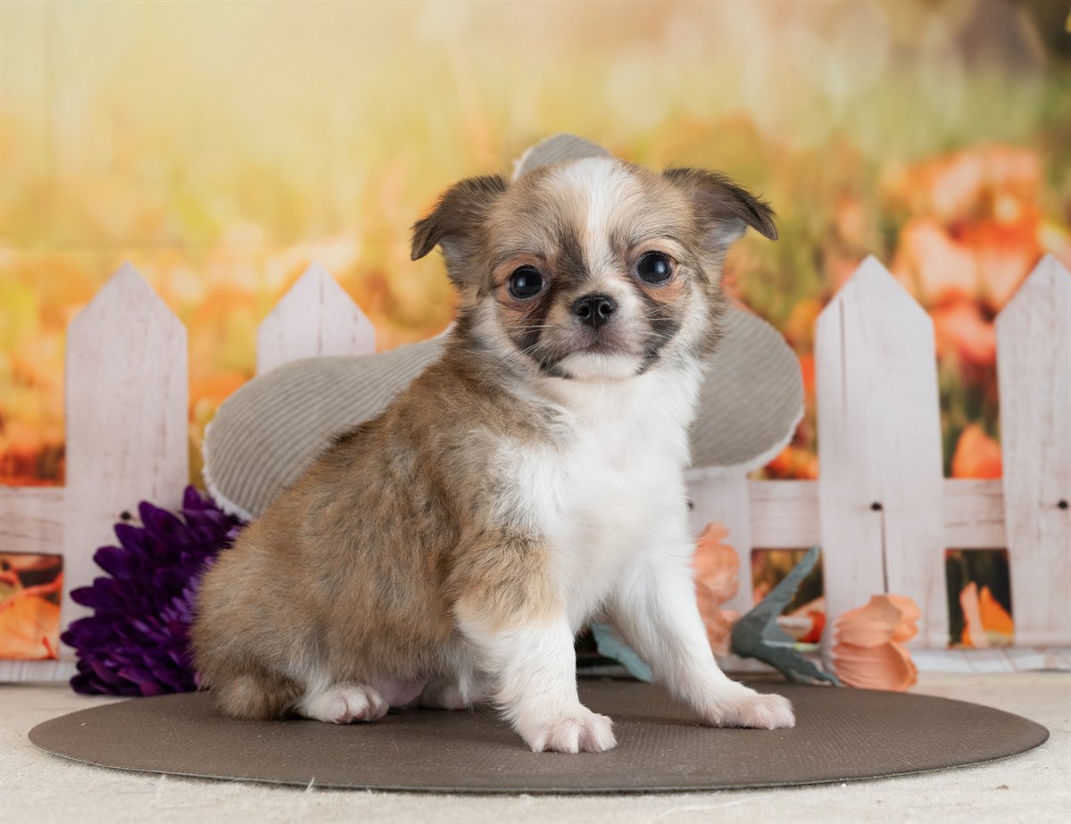 チワワ(ロング) | 女の子 | フォーン＆ホワイト | 2026年2月10日（ID:dog-4000888）