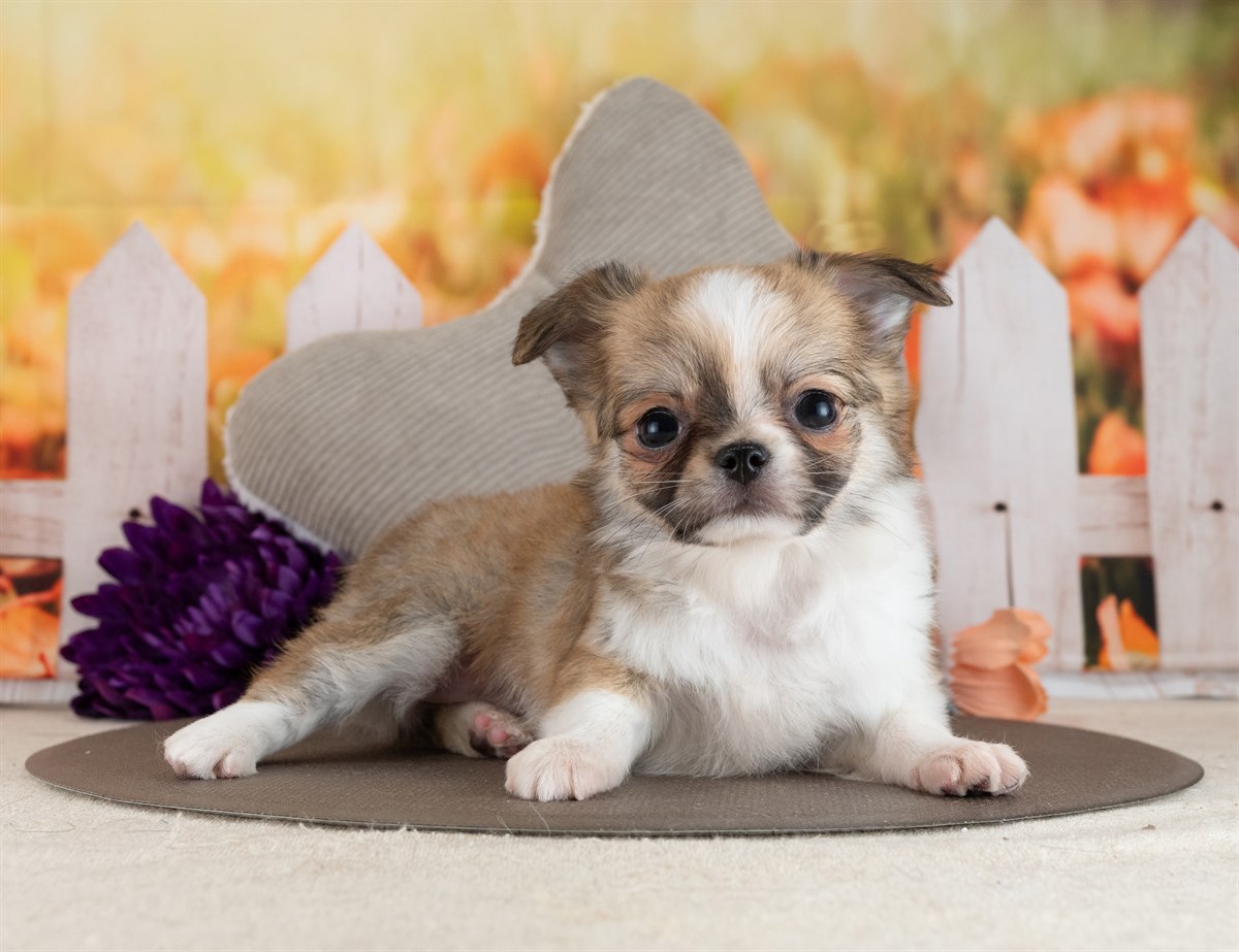 チワワ(ロング) | 女の子 | フォーン＆ホワイト | 2026年2月10日（ID:dog-4000888）