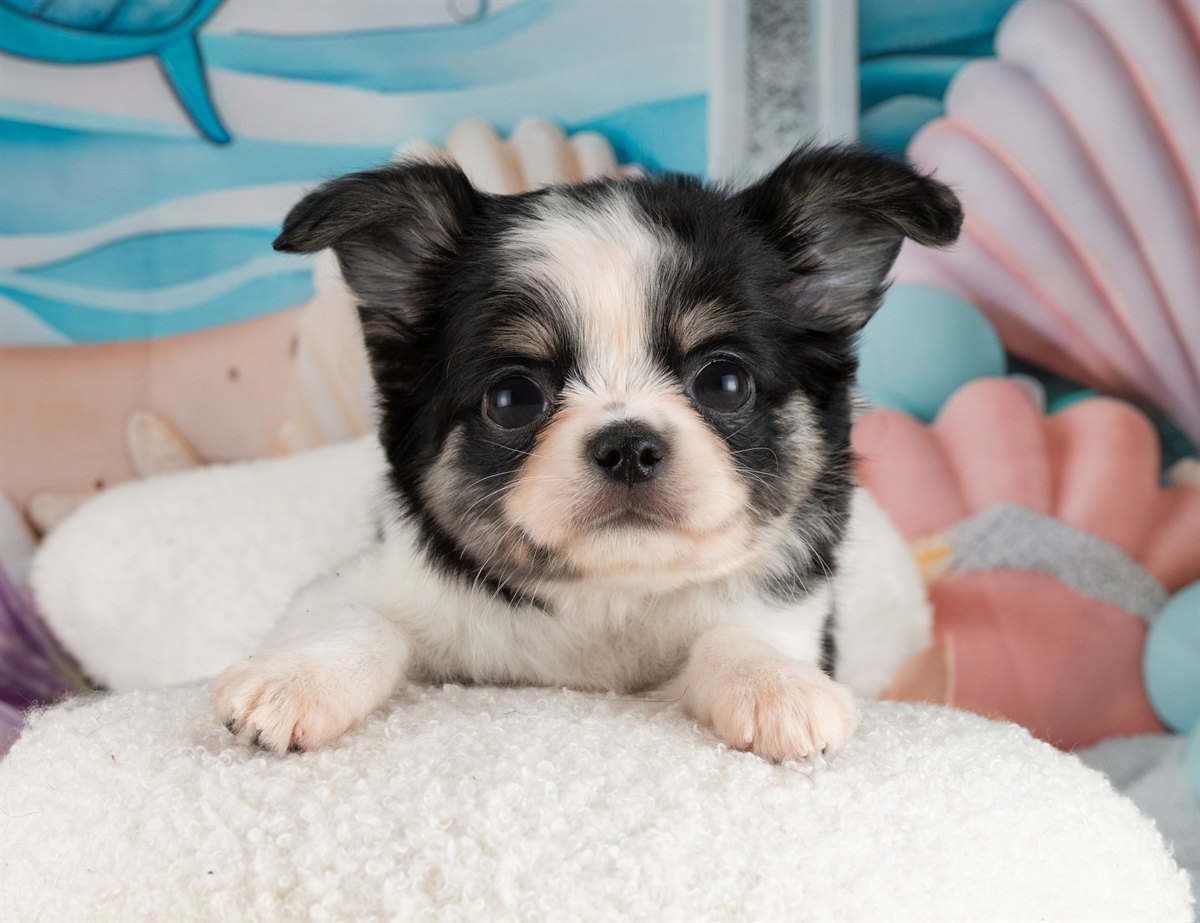 チワワ(ロング) | 女の子 | ブラック＆ホワイト | 2026年2月10日（ID:dog-4000889）