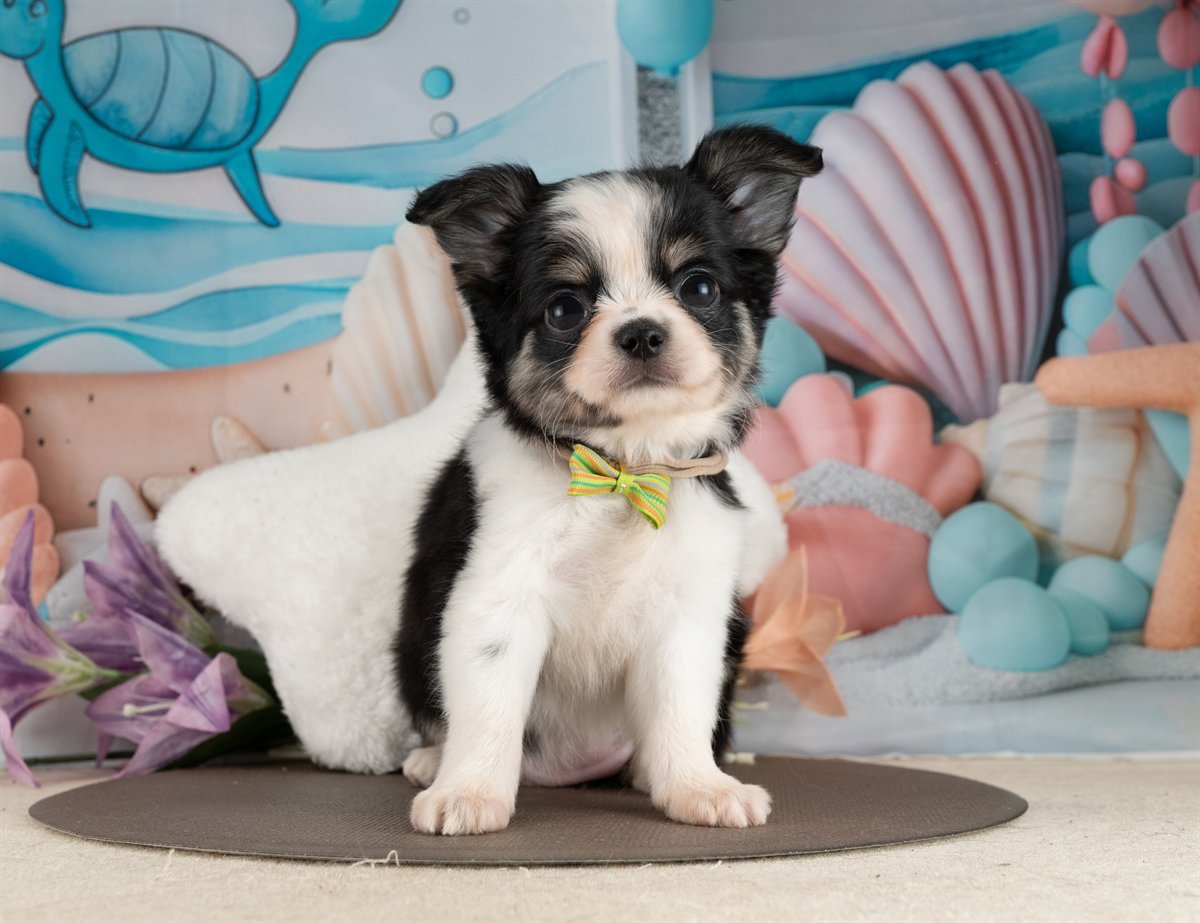 チワワ(ロング) | 女の子 | ブラック＆ホワイト | 2026年2月10日（ID:dog-4000889）