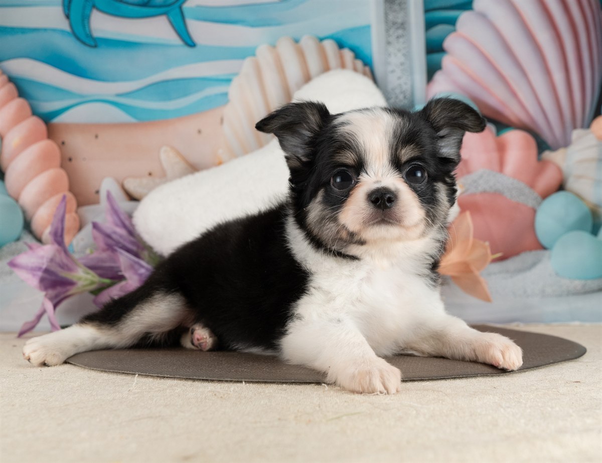 チワワ(ロング) | 女の子 | ブラック＆ホワイト | 2026年2月10日（ID:dog-4000889）