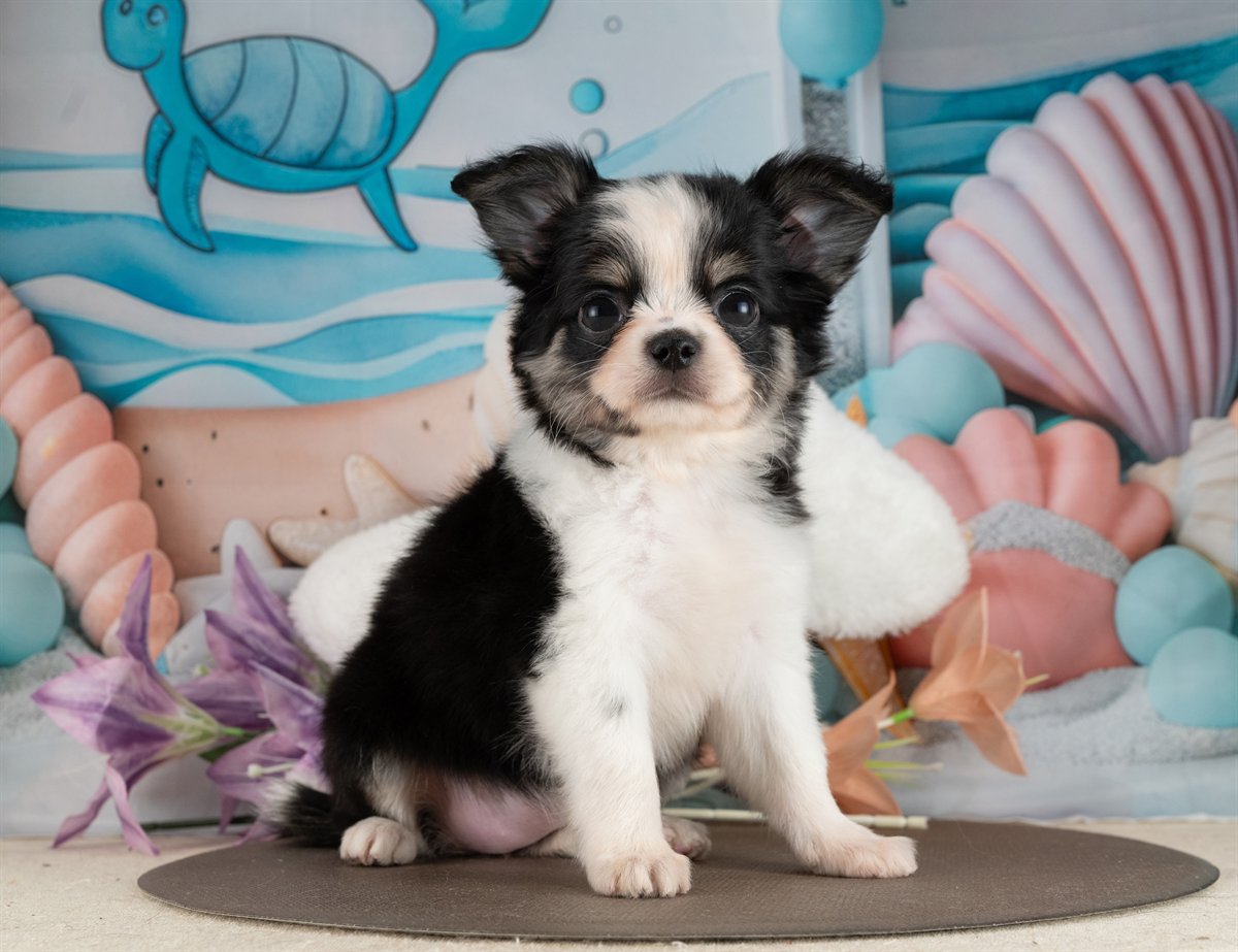 チワワ(ロング) | 女の子 | ブラック＆ホワイト | 2026年2月10日（ID:dog-4000889）