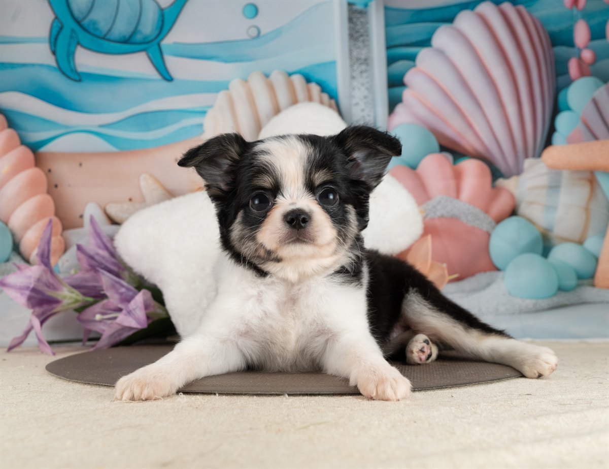 チワワ(ロング) | 女の子 | ブラック＆ホワイト | 2026年2月10日（ID:dog-4000889）