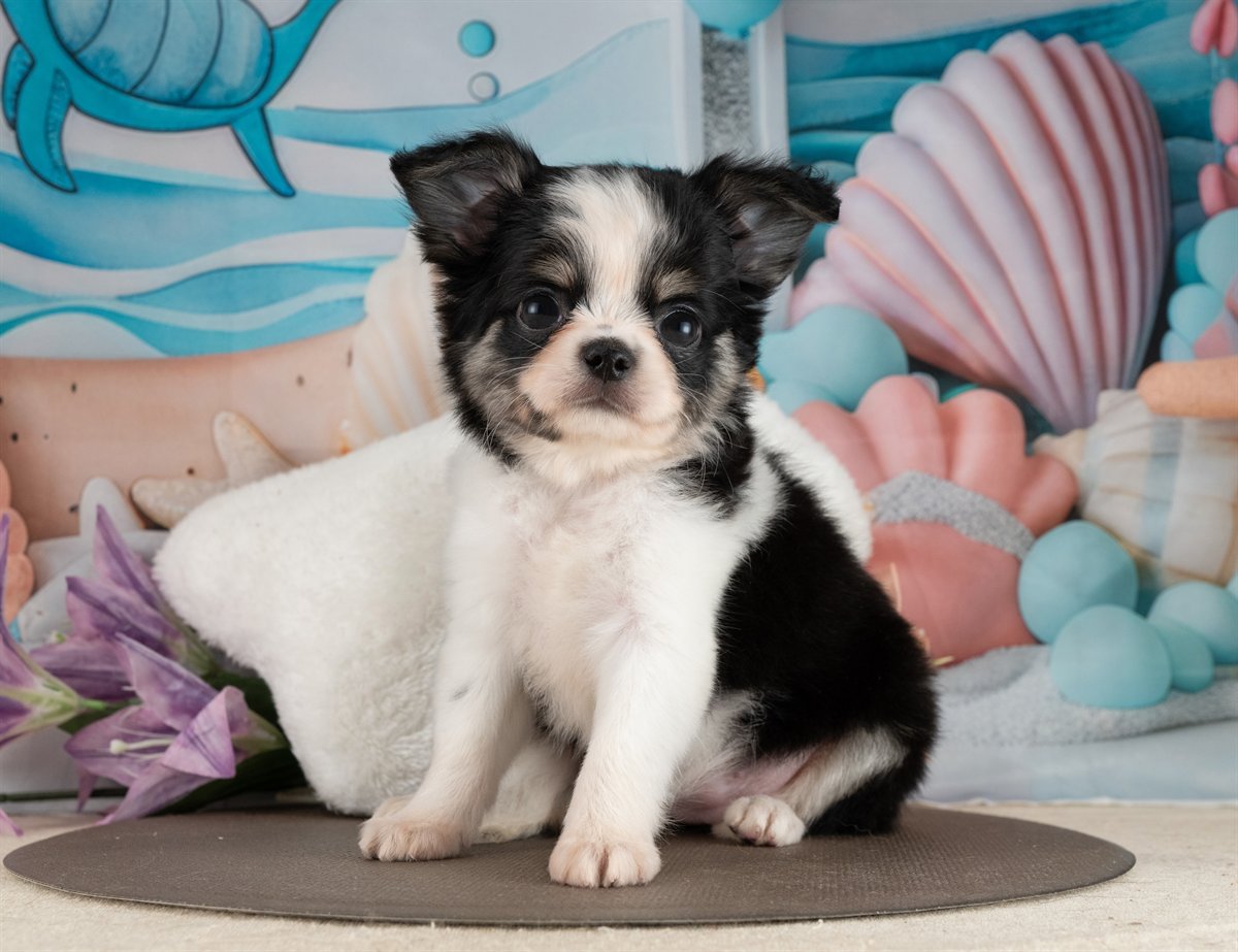 チワワ(ロング) | 女の子 | ブラック＆ホワイト | 2026年2月10日（ID:dog-4000889）