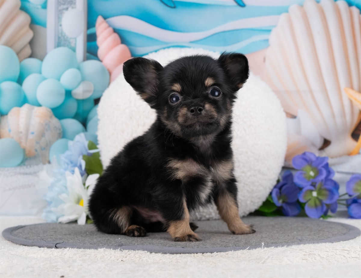 チワックス | 男の子 | ブラック＆タン | 2026年2月15日（ID:dog-4000897）