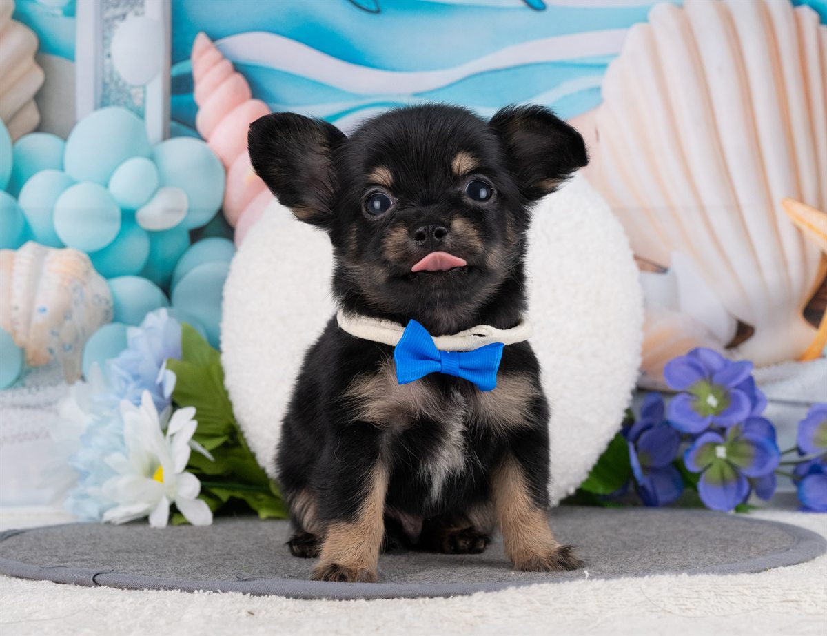 チワックス | 男の子 | ブラック＆タン | 2026年2月15日（ID:dog-4000897）