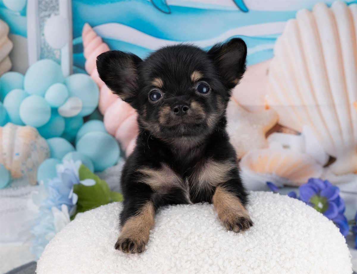 チワックス | 男の子 | ブラック＆タン | 2026年2月15日（ID:dog-4000897）