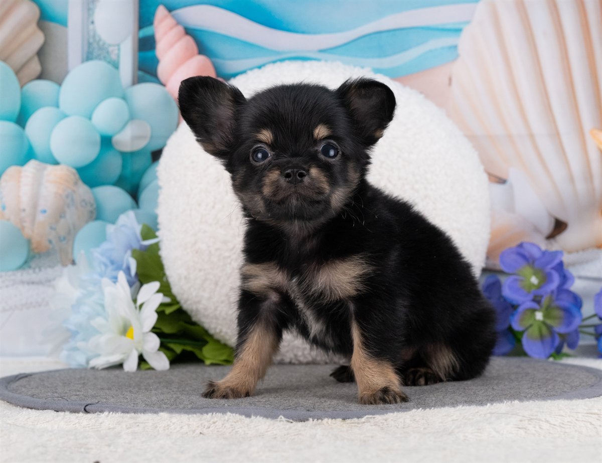 チワックス | 男の子 | ブラック＆タン | 2026年2月15日（ID:dog-4000897）