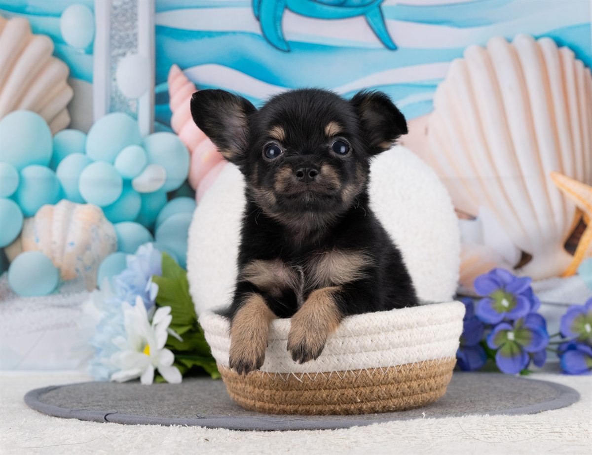 チワックス | 男の子 | ブラック＆タン | 2026年2月15日（ID:dog-4000897）