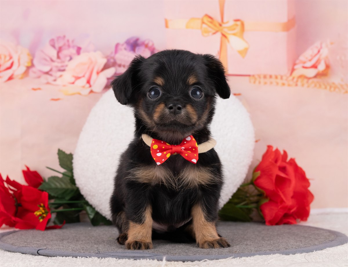 チワックス | 男の子 | ブラック＆タン | 2026年2月15日（ID:dog-4000898）