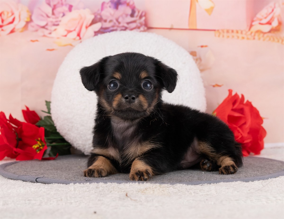 チワックス | 男の子 | ブラック＆タン | 2026年2月15日（ID:dog-4000898）